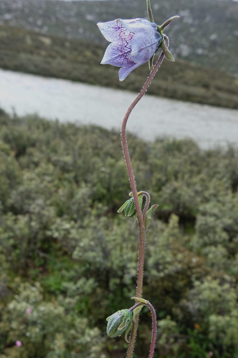 Codonopsis, C. Davidson 13788--China. Sichuan. Daocheng Xian. 14 Aug 2017. DSC05676 (88).JPG