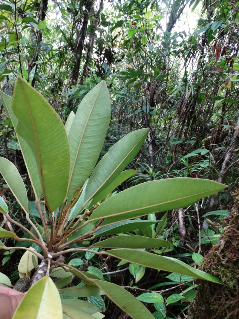 Amaroria soulameoides, Plunkett, G 3187--Fiji. Waisali Rainf. Reserve. 4 Nov 2015. DSC08848 (263).JPG