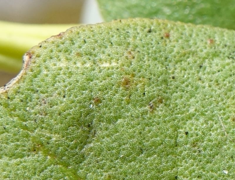 Anthocercis viscosa, Davidson, C 13498--Australia. W. A. Two People's Bay Nat. Res. 29 Oct 2016. DSC06475 (137).JPG