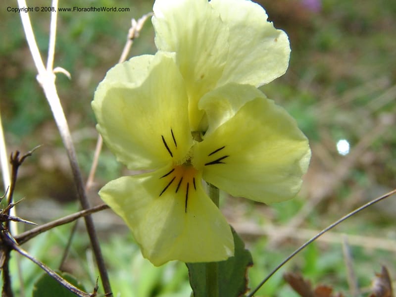 Viola oreades--Georgia. Vic. of Tskhrats'karo Pass. 7 Jun 05. 030.jpg