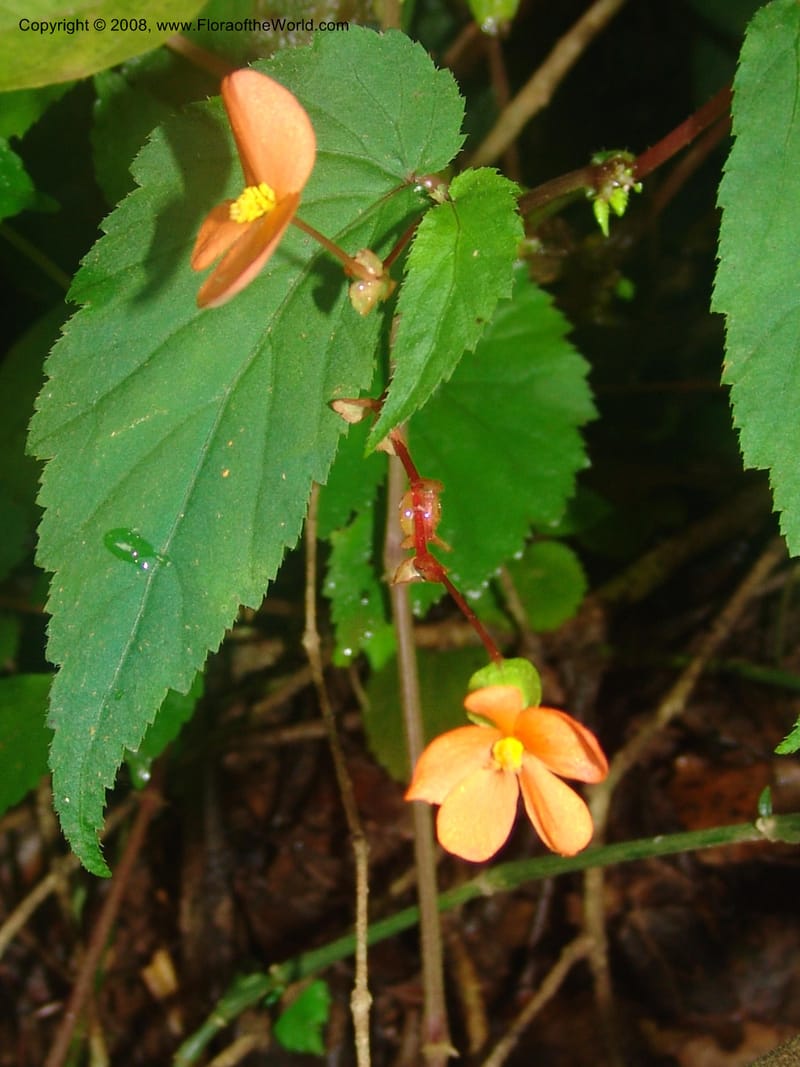 Begonia sutherlandii--So.Africa. Mpumal. Moodie Mts.  18 Mch 05. 416.jpg