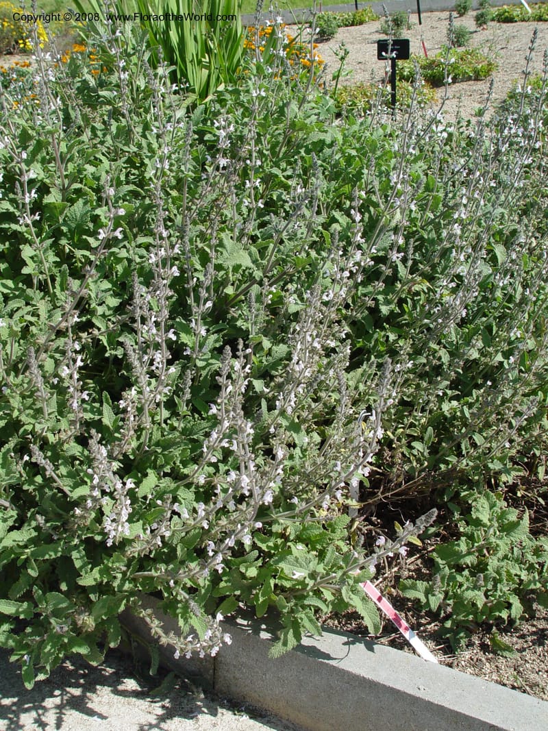 Salvia disermas, 2002.0096--Spain. Barcelona Botanic Garden. 19 Apr 04. 124.jpg