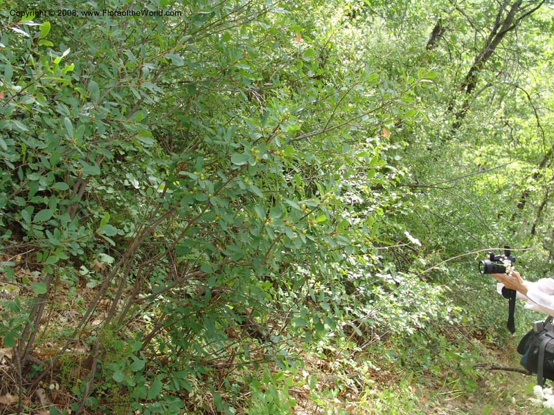 Rhamnus rubra, CDavidson11057--CA. Shasta Co. Lake Shasta. Waters Gulch Trail. 5 Jun 07. 100.jpg