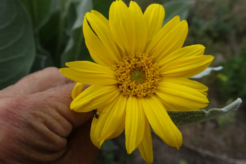 Wyethia mollis, C. Davidson 13616--CA. Modoc Co. Warner Mts. Hwy 299. 7 June 2017. DSC01455 (21).JPG