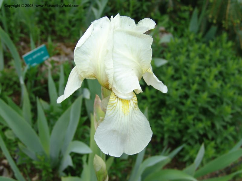 Iris pallida--France. Paris. Jardin des Plantes. 28 Apr 05. 135.jpg