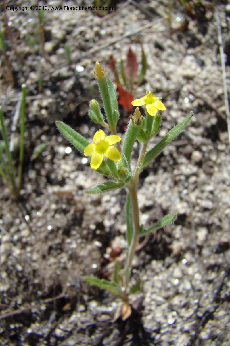Mentzelia albicaulis, C. Davidson 11363--Idaho. Idaho Co. Salmon River. Polly Bemis Ranch. 27 May 2009. 287.jpg