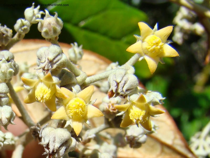 Argophyllum, JMunzinger4653--N.Caled. Dumbea Dam in Dumbea Riv, S of Noumea. 11 Nov 07. 199.jpg