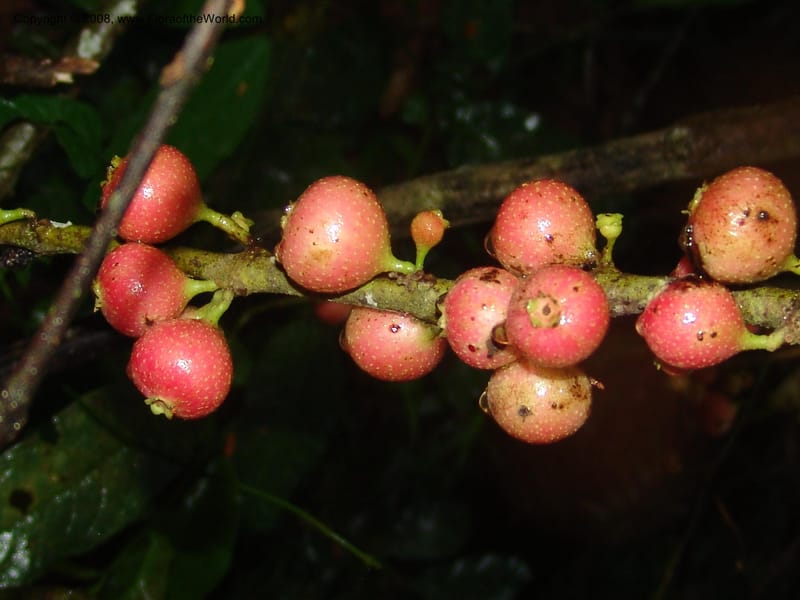 Siparuna subinodora, AAraujoM1193--Bolivia. Pq. Nac. Madidi. Rio Tuichi, Rudidi Cr. 28 Nov 04. 249.jpg