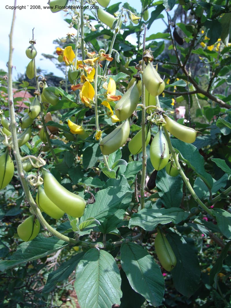 Crotalaria--Kenya. Limuru.  Barry Cameron's Garden. 12 Jul 04. 071.jpg