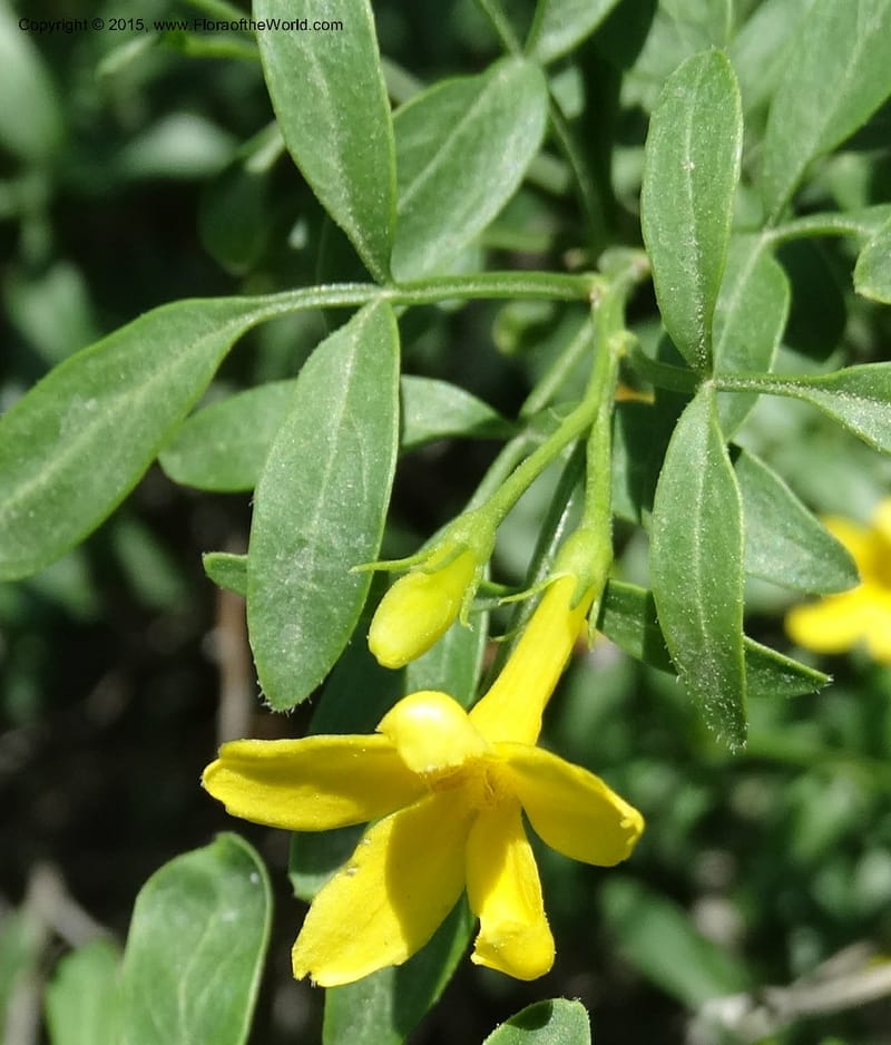 Jasminum fruticans, Davidson, C 12467--Georgia (Caucasus). Shio Mgvime. 7 Jun 2014. DSC07779 (183).JPG