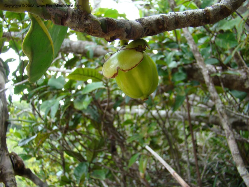 Strasburgeria robusta, JMunzinger4877--New Caledonia. Monts Dzumac. 20 Nov 07. 125.jpg