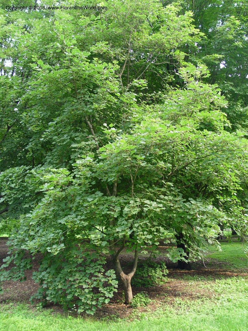 Acer opalus v. obtusatum, 1371-71-A--MA. Arnold Arboretum. 30 Jun 03. 005.jpg