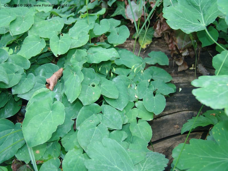 Epimedium colchicum--Georgia. Tbilisi. Central Botanical Garden. 31 May 05. 079.jpg