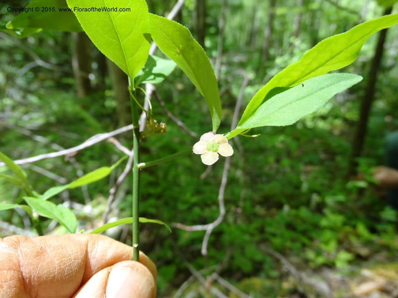 Euonymus obovatus, Davidson, C 12987--North Carolina. Clay Co. Perry Gap Rd, Barnard's Cr. 13 May 2015. DSC04860 (202).JPG