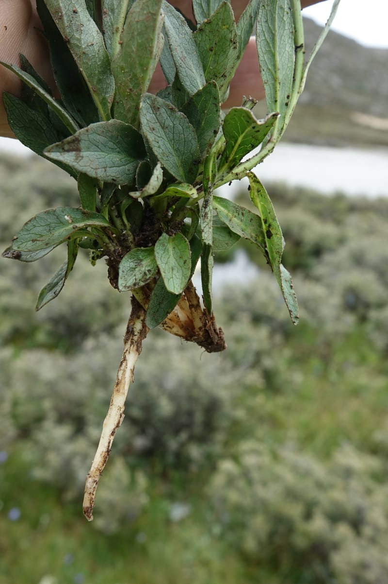 Adenophora jasionifolia, D. Boufford 44018--China. Sichuan. Daocheng Xian. 14 Aug 2017. DSC05676 (155).JPG