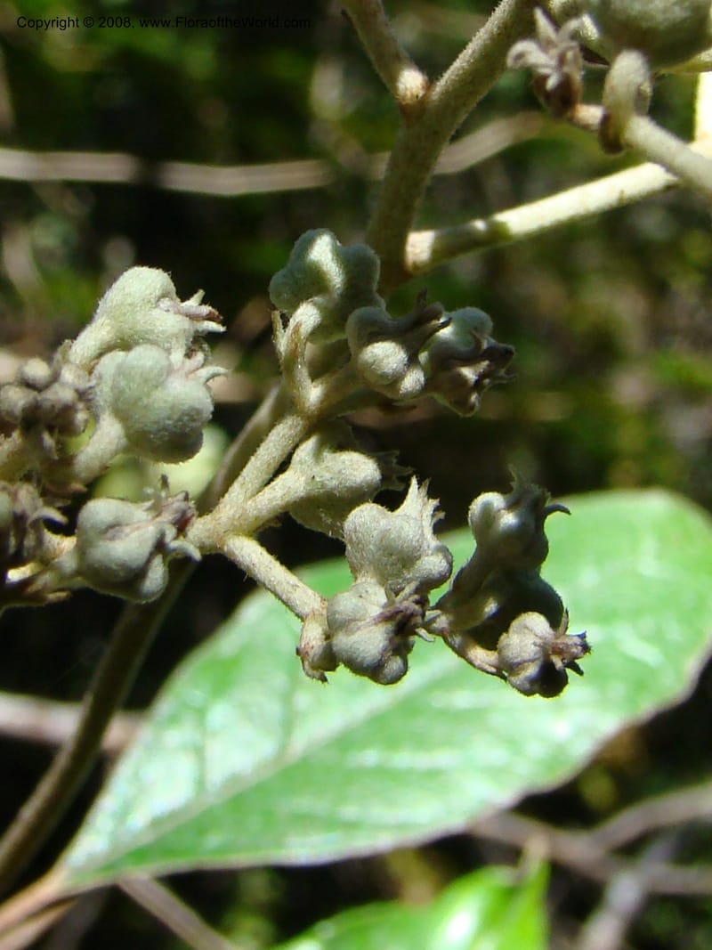 Argophyllum, JMunzinger4653--N.Caled. Dumbea Dam in Dumbea Riv, S of Noumea. 11 Nov 07. 086.jpg