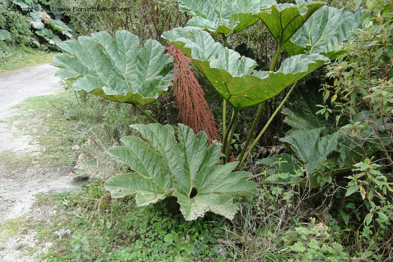 Gunnera brephogea, Ulloa 2180--Ecuador. Pichincha. Reserva Yanacocha. 11 Jun 2011. 311 (4).jpg