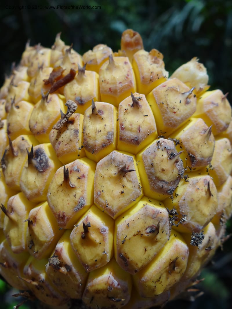 Pandanus kamiae, Callmander, M 1021--Sabah. Klias Forest Reserve. 3 Apr 2012. DSC06489 (95).JPG