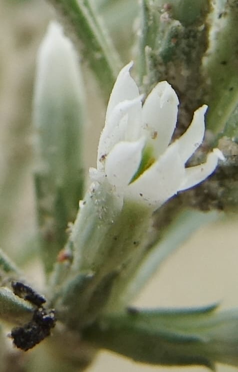 Enicostema axillare., L. Nanyeni 1275--Namibia. Hwy D2859. Odom 418. 30 March 2018. DSC04324 (200).JPG