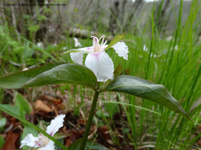 Trillium undulatum, Davidson, C 12959--North Carolina. Trans. Co. Devil's Courthouse View. 12 May 2015. DSC04151 (81).JPG