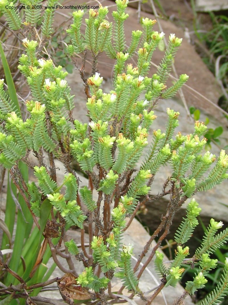 Crassula--So.Africa. E. Cape. Waringham Farm, Quanti Area, Stut. 8 Mch 05. 471.jpg
