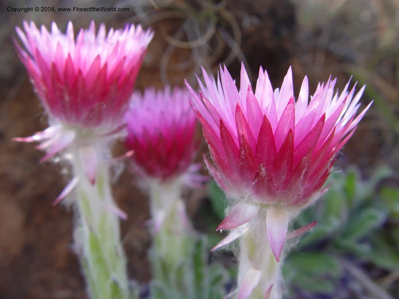 Helichrysum ecklonis--So. Africa. Drakensberg Mts. Giant's Castle. 3 Oct 03.  030.jpg