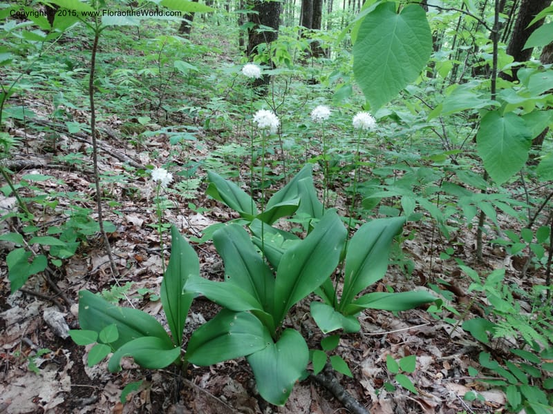 Clintonia umbellulata, [Davidson, C 12988]--North Carolina. Macon Co. Standing Indian. 14 May 2015. DSC05212 (60).JPG