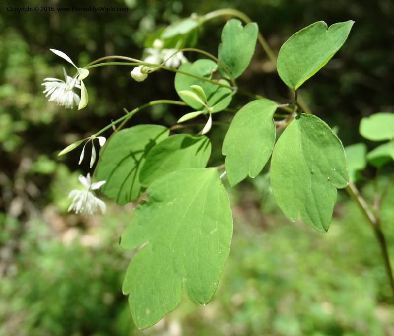 Thalictrum clavatum, Davidson, C 12989--North Carolina. Clay Co. Perry Gap Rd, Barnard's Cr. 13 May 2015. DSC04860 (280).JPG