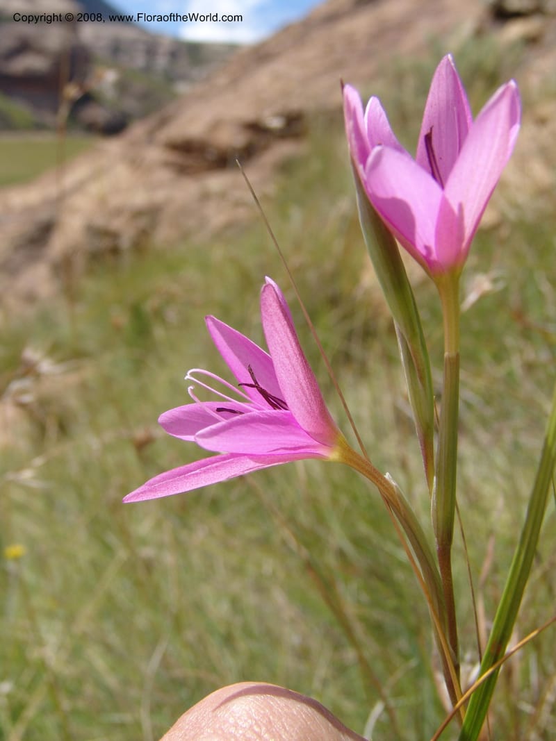 Hesperantha--So.Africa. E. Cape. R58 SE of Barkly East. 10 Mch 05. 154.jpg