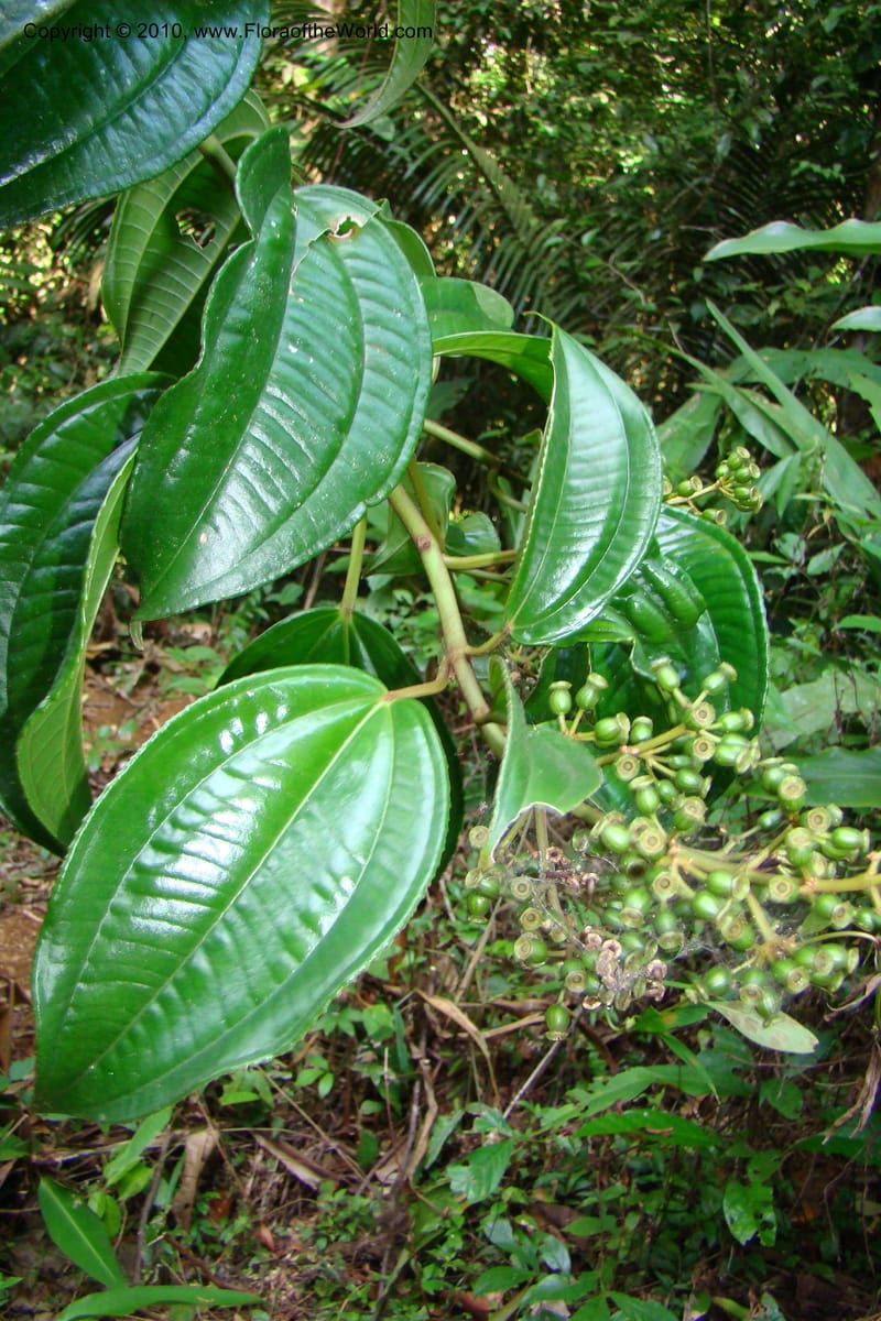 Adelobotrys adscendens, Mori 27362--French Guiana. E of Cacao, road to water reserve. 1 Nov 09. 183.jpg