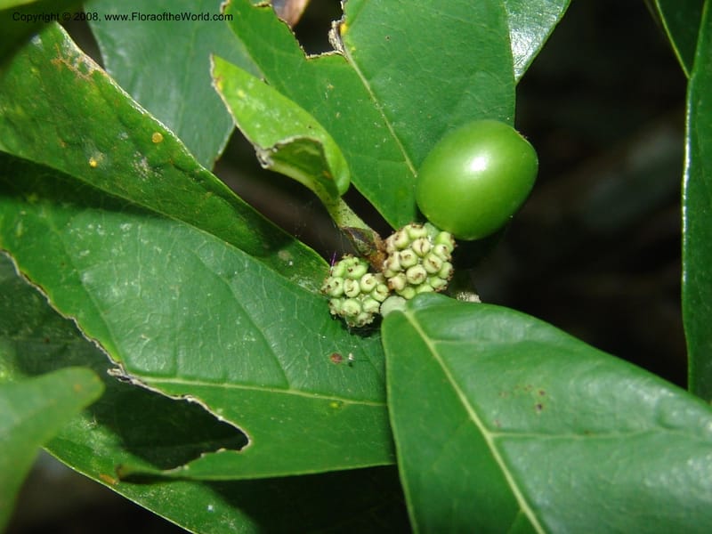 Sorocea sprucei, AAraujoM1576--Bolivia. Pq. Nac. Madidi. Laguna Chalalan. 26 Nov 04. 326.jpg