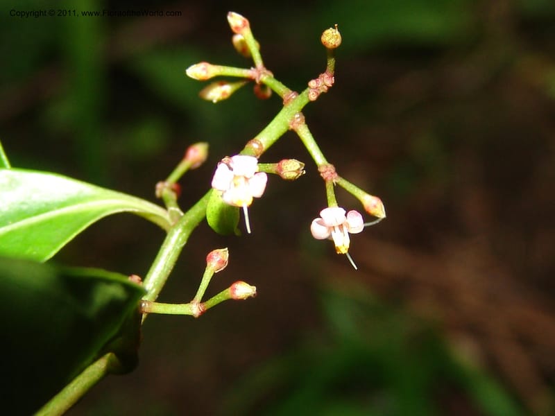 Ardisia, RVasquez31612--Peru. Prov.  Oxa. Estac. Paujil. Camino  Pozo Tigre. 17 Oct 06. 779.jpg