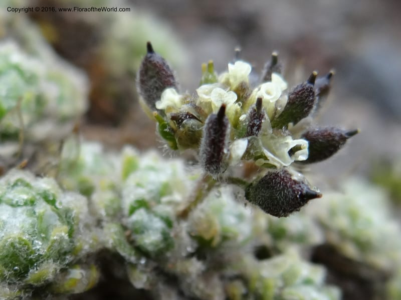Draba, Ulloa, C 2414--Ecuador. Pichincha. Nevado Cayambe. 6 Oct 2012. DSC07236 (122).JPG