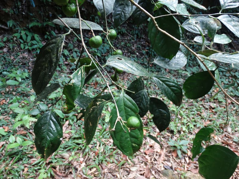 Xanthophyllum, Davidson, C 12912--Sabah. Sub-stesen Sayap. 26 Mar 2015. DSC00551 (109).JPG