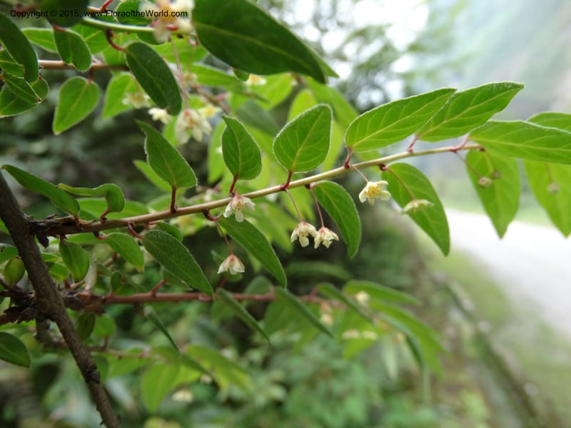 Leptopus chinensis, Boufford, D 43708--China. Sichuan. LongDongZhen on Rd. to LeiYuan Shan. 13 May 2014. DSC05860 (31).JPG