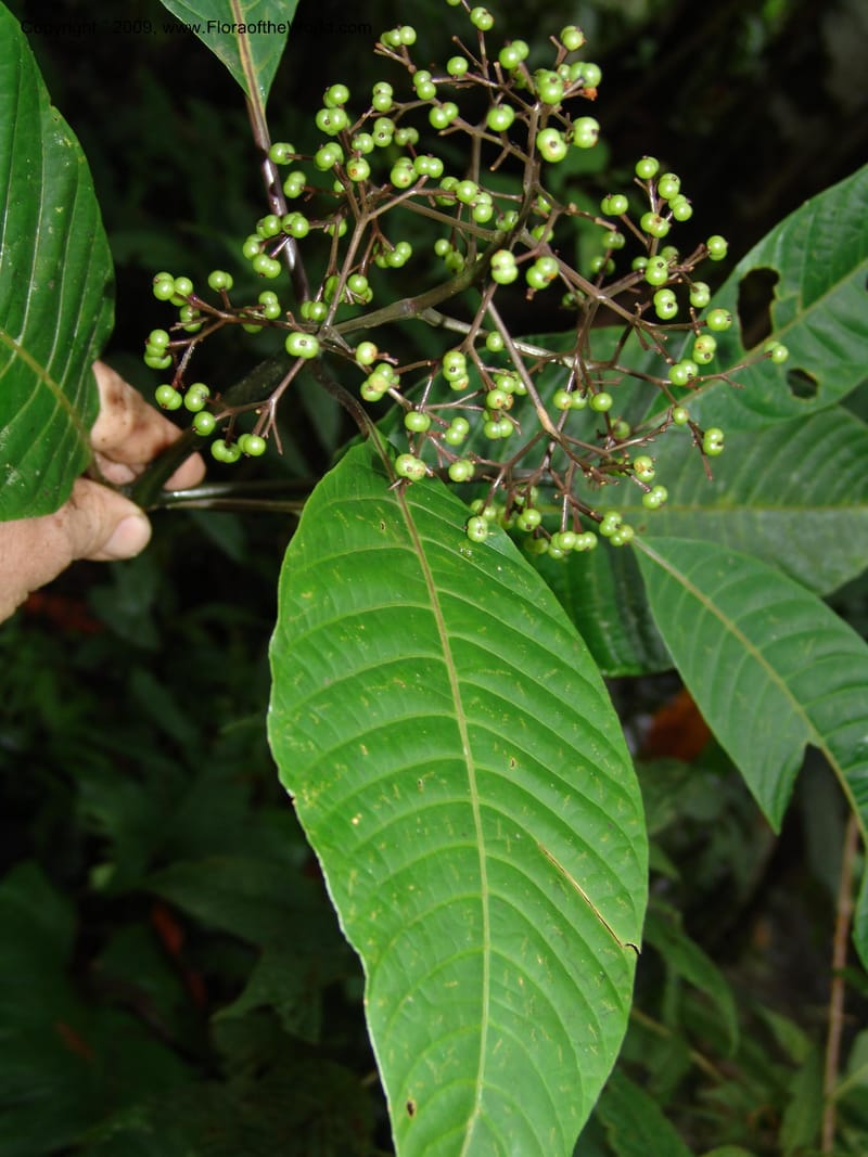 Psychotria, Croat94865--Ecuador. Prov. Carchi. El Chical-Penas Blancas. 19 Feb 05.  056.jpg