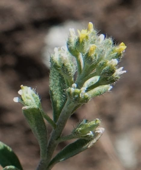 Alyssum alyssoides, C. Davidson 13796--Oregon. Union Co. Hwy 82, near summit. 6 Jun 2018. DSC05441 (77).JPG
