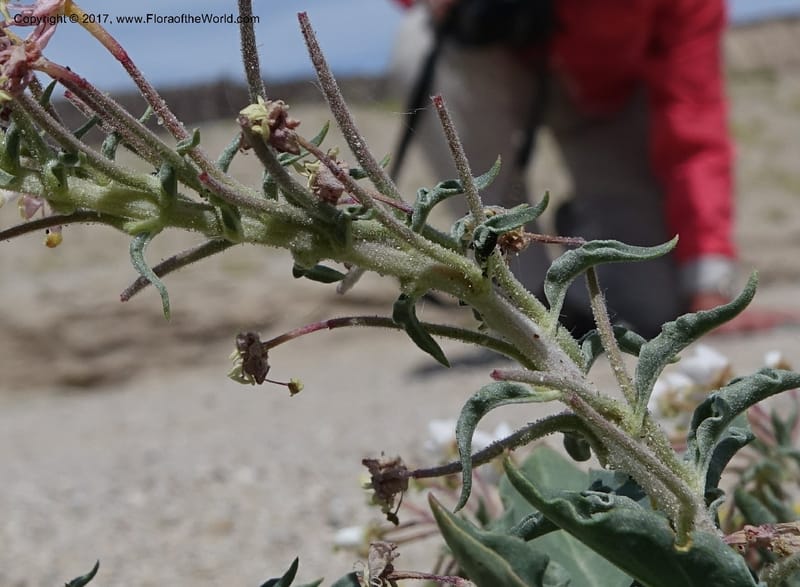 Camissonia boothii subsp. condensata, Davidson, C 13157--California. Inyo Co. Hwy 190 W of Panamint Spgd. Stop 1. 21 Apr 2016. DSC02055 (40).JPG