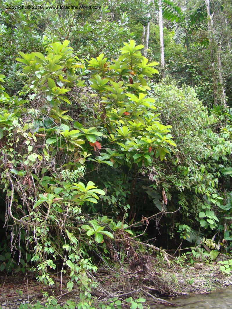 Ocotea valerioides, B. Hammel 24650--Costa Rica. Prov. Limon. Selva Bananito Lodge. 12 Apr 08. 267 (15).jpg