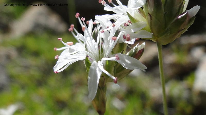 Arenaria congesta, C. Davidson 11767--ID. Idaho Co. Josephine Lk Rd . 27 July 2010. 001 (69).jpg