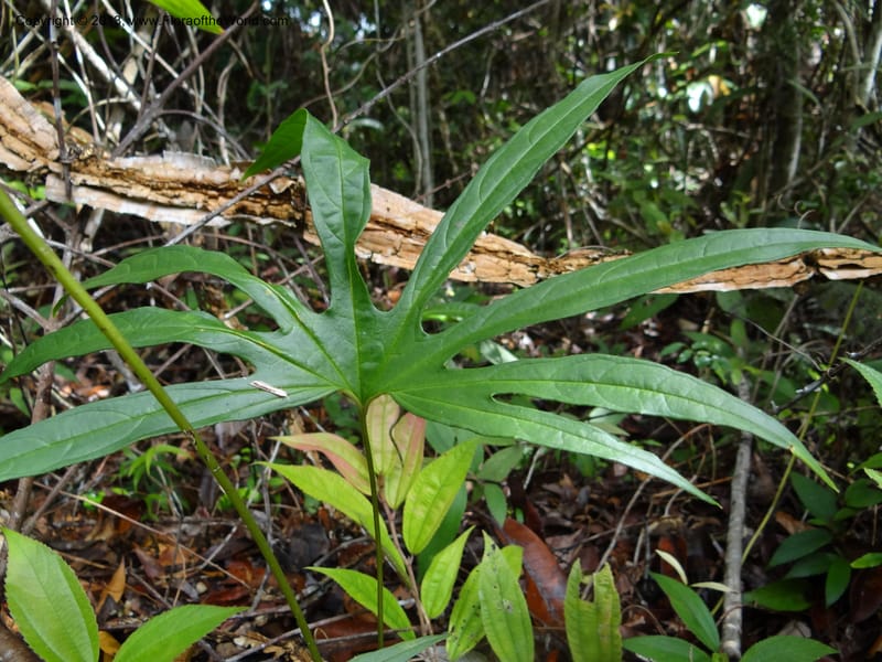 Tacca palmata, SAN.153244--Malaysia, Sabah. Tawai For. Res. 9 Apr 2012. DSC07890 (50).JPG