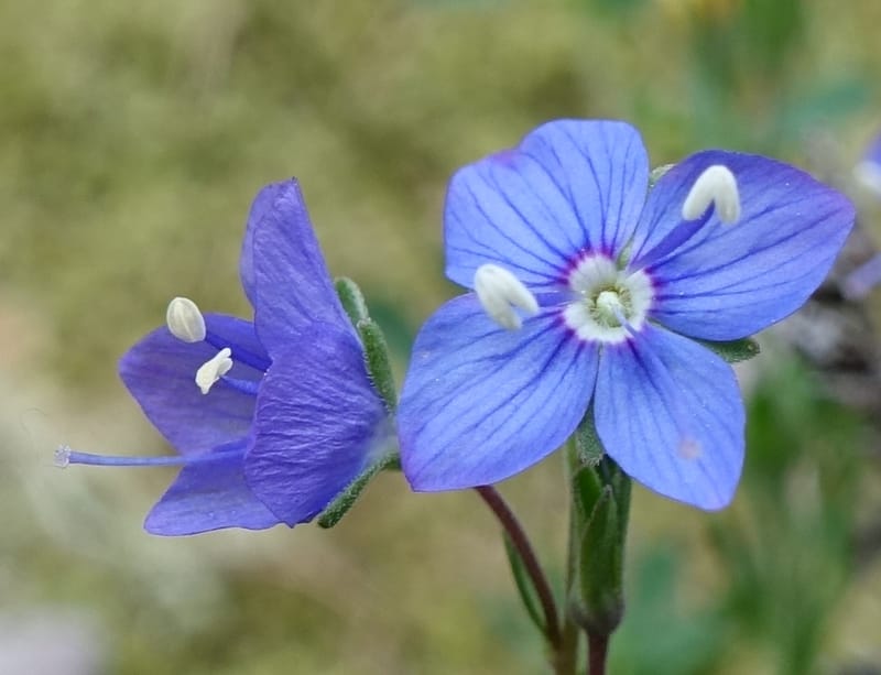 Veronica fruticans, Davidson, C 13254--Switzerland. Oberwald. Chapel St. Nikolas. 2 Jul 2016. DSC07728 (443).JPG