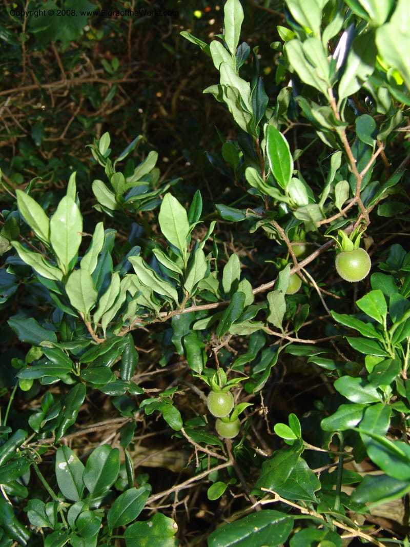 Diospyros dichrophylla--So.Africa. E. Cape. Maitland Nat.Res. 5 Mch 05. 191.jpg