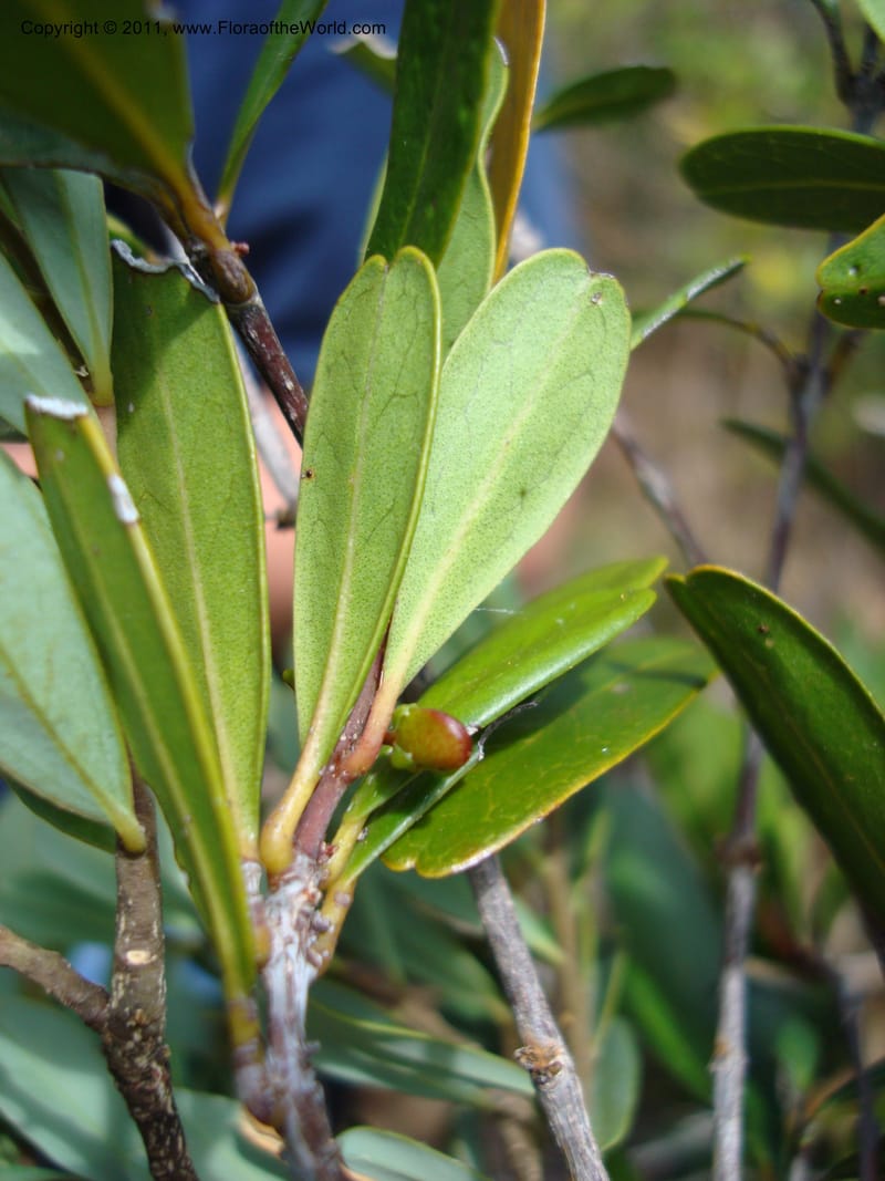 Medicosma,  Munzinger, J 4727--New Caledonia, ProvN,  Mine de Poum, 12 Nov 2007, 014 (5).jpg