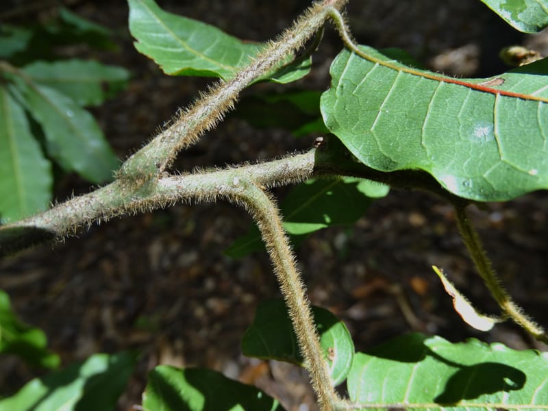 Alectryon hirsutus, Munzinger, J 7422--New Caledonia. Foret du Koghi. 13 Nov 2015. DSC02196 (74).JPG