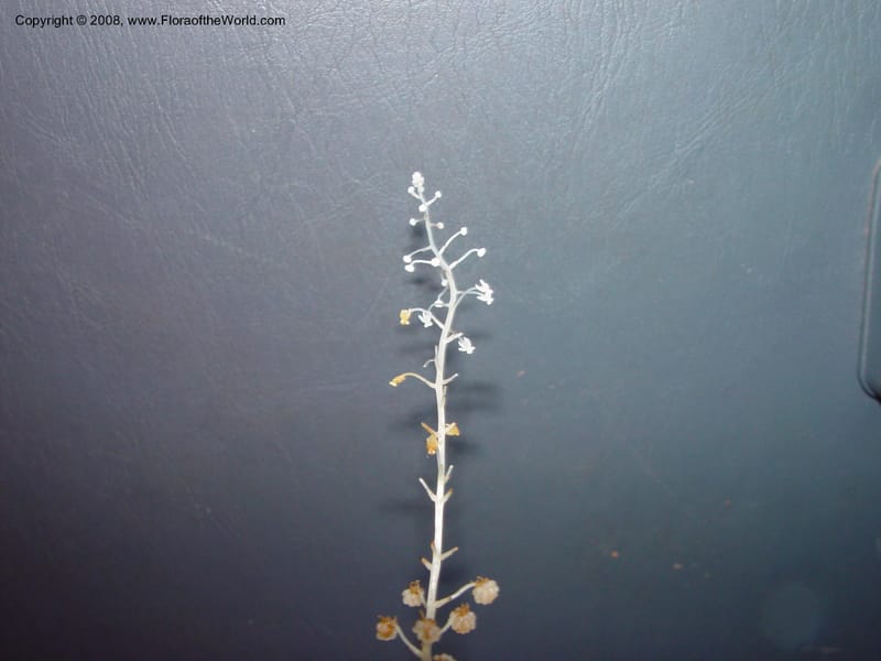 Sciaphila albescens, JSmith4184--Fr. Guiana. Kaw Mts. 'Caves Trail'. 20 Mch 02. 003.jpg