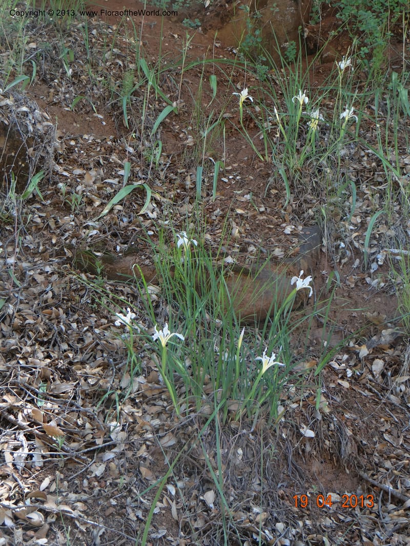 Iris tenuissima, Davidson, C 12132--USA, California, Nevada Co. 19 Apr 2013  0111 (3).JPG