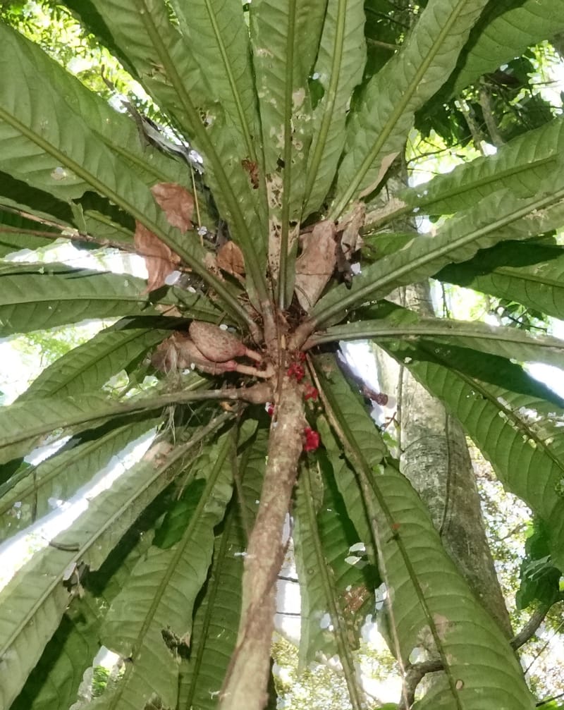 Allexis cauliflora, C. Davidson 13958--Gabon. Arb. Sibang. 5 Nov. 2018. DSC02235 (116).JPG