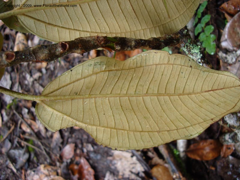 Blakea...DN15917,Ecuador.Prov.ZamoraC.WawaimePlotEcuacorriente22Sep2007 302.jpg