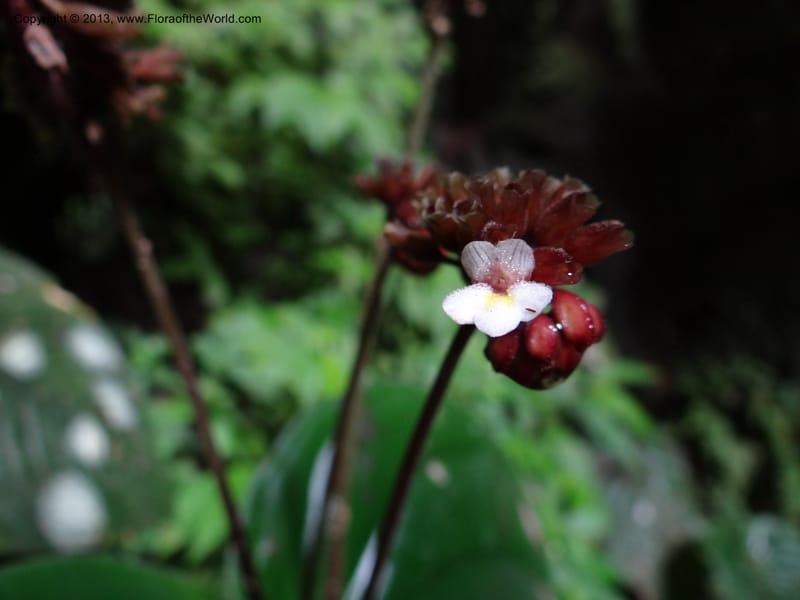 Monophyllaea horsfieldii, S.98860--Sarawak. Fairy Cave. 27 Mar 2012. DSC05628 (9).JPG